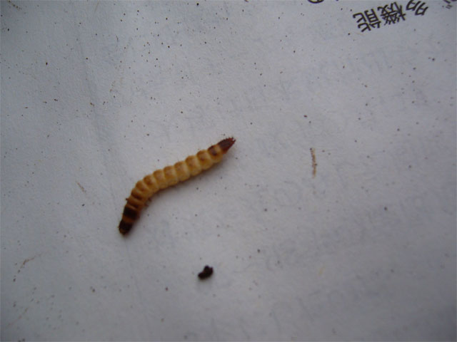 足のないムカデのよう 昆虫ブログ むし探検広場 足のないムカデのよう 昆虫ブログ むし探検広場