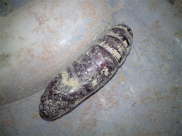なんかの さなぎっぼいのですが 昆虫ブログ むし探検広場 なんかの さなぎっぼいのですが 昆虫ブログ むし探検広場