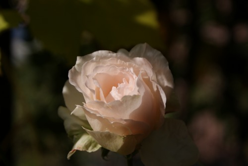f0170524_1732242.jpg