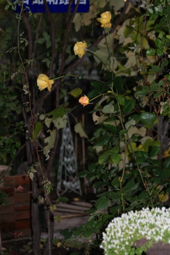f0170524_17452237.jpg