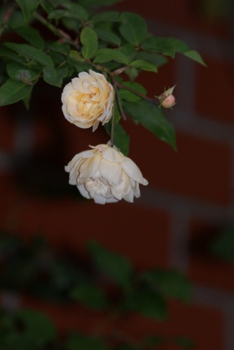 f0170524_17555352.jpg
