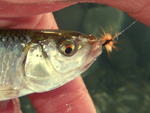 c0202727_22493570.jpg