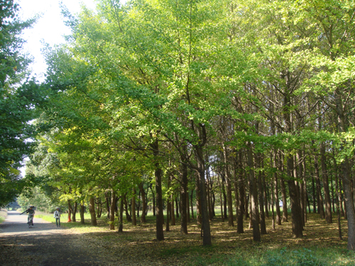 ０９年１０月１８日　大きな公園！！_c0117831_231539.jpg