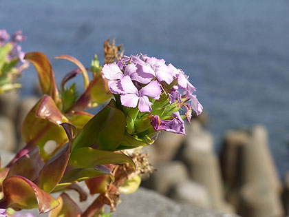 \'09秋の自然(9)……海浜植物_c0062934_19383377.jpg