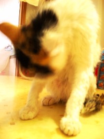 f0201335_15062.jpg