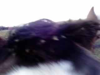 リンダ その頭 何?_e0145441_19114994.jpg