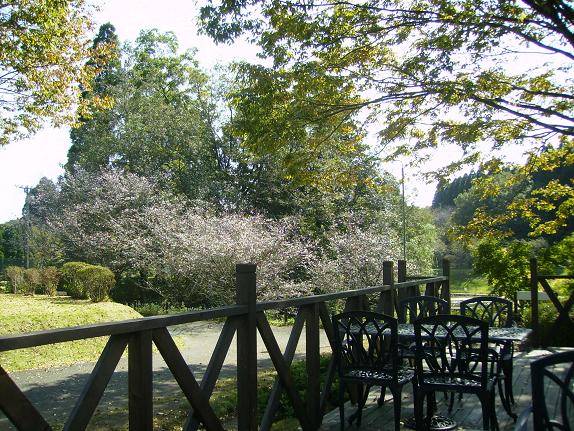 和菓子で幸せ♪　美術館の十月桜_c0164052_19543480.jpg