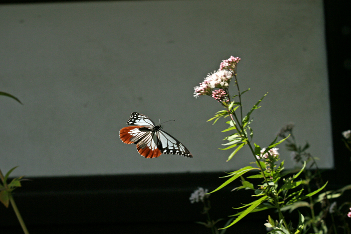 e0156157_2020128.jpg