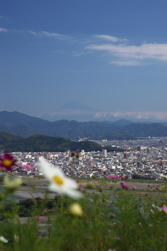 コスモスと青空と_f0072758_2263268.jpg