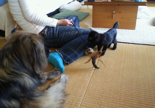 今日のにゃんこ〜10月18日〜土曜日のわんこ♪_f0054859_231543.jpg