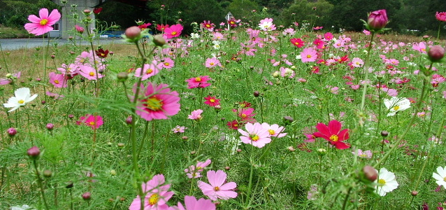 畑の前河川敷（お花畑）_c0131360_20552211.jpg