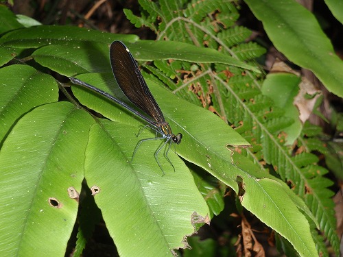 c0180460_4281454.jpg