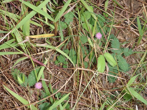 c0180460_4342818.jpg