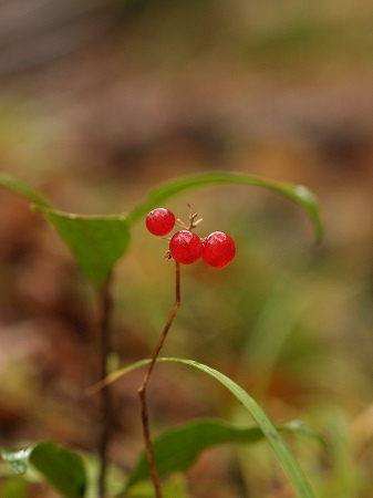 雨の紅葉_c0194161_2213173.jpg