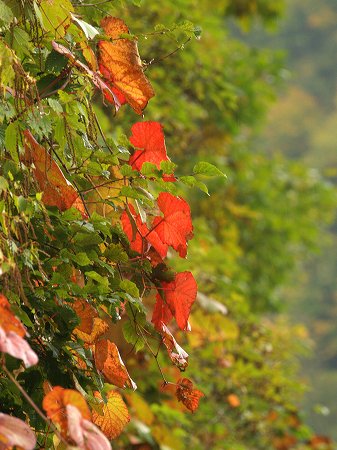 雨の紅葉_c0194161_2214937.jpg