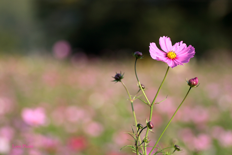 恭仁京の秋桜_a0116472_9124460.jpg