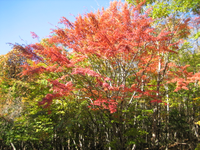 四国で一番早い紅葉「剣山」_d0043390_23342556.jpg