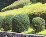 ●グリンゴッタボックン_d0053294_9192837.jpg
