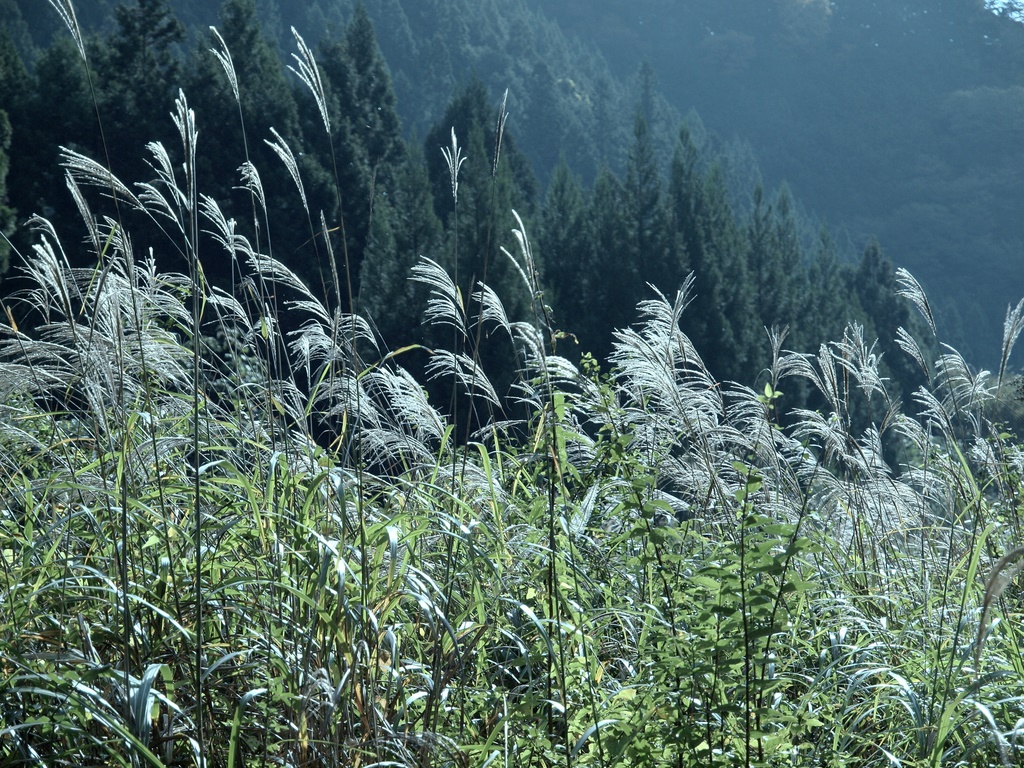 b0138101_632256.jpg