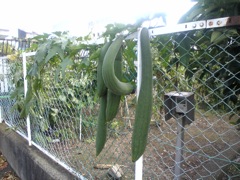 食べられたら..._b0080104_21342991.jpg