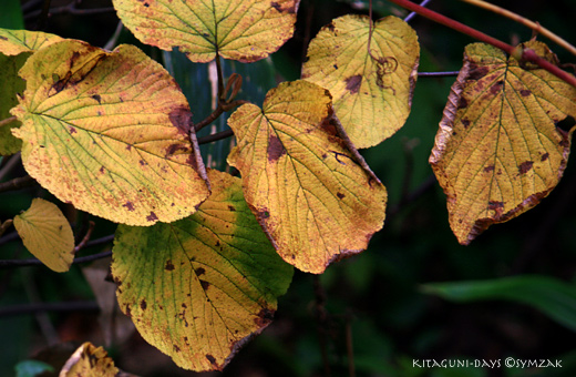 八甲田の秋・LEAFS_a0015106_6202437.jpg