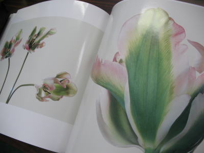 浅井慎平写真集花 Scene 浅井慎平写真集花 Scene