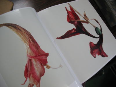 浅井慎平写真集花 Scene 浅井慎平写真集花 Scene