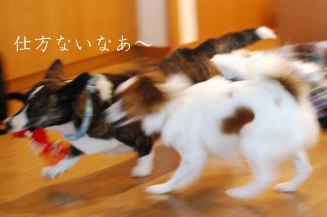 コーギーさんの憂鬱 続き_c0099133_17401910.jpg