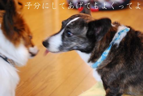 コーギーさんの憂鬱 続き_c0099133_17405919.jpg