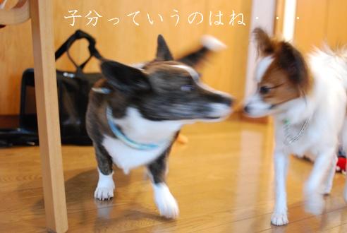 コーギーさんの憂鬱 続き_c0099133_17411575.jpg