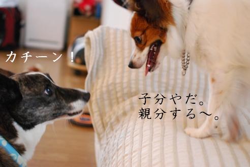 コーギーさんの憂鬱 続き_c0099133_17412442.jpg