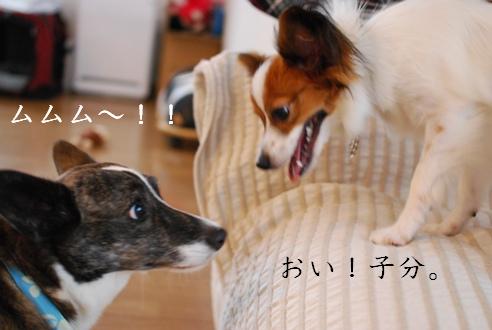 コーギーさんの憂鬱 続き_c0099133_17415072.jpg