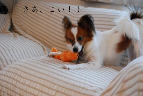 コーギーさんの憂鬱 続き_c0099133_17415996.jpg