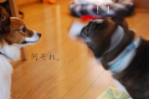 コーギーさんの憂鬱 続き_c0099133_1741728.jpg