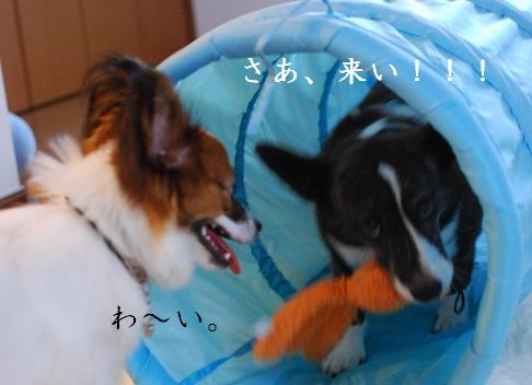 コーギーさんの憂鬱 続き_c0099133_17421665.jpg