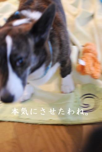 コーギーさんの憂鬱 続き_c0099133_1742869.jpg