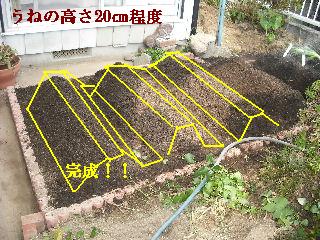 家庭菜園作り_f0031037_20275682.jpg