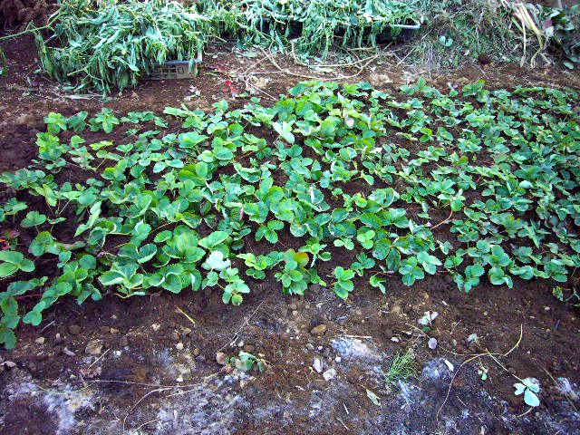 冬野菜が順調です_b0145240_03542.jpg