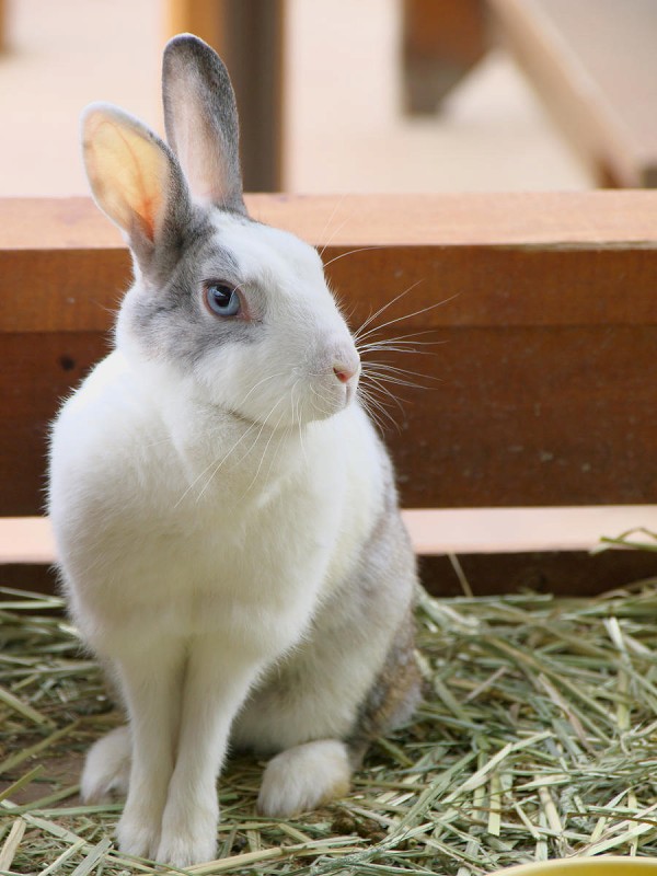 ふれあい動物園 ～ ウサギさん : - 光景彡z工房