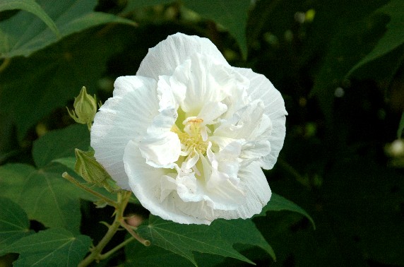 　　和歌山県植物公園緑花センター　_b0093754_23541126.jpg