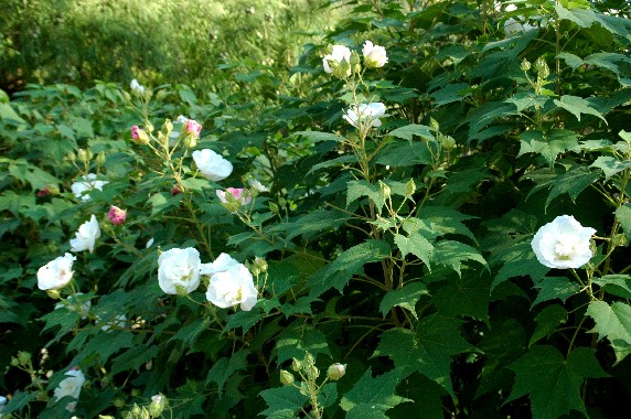 　　和歌山県植物公園緑花センター　_b0093754_2354390.jpg