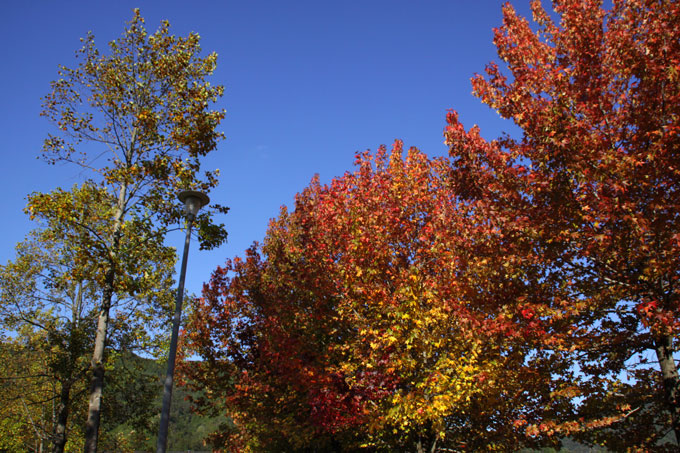 アメリカフウの紅葉_f0147858_9132373.jpg