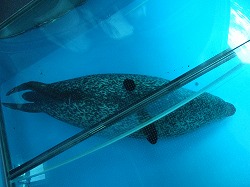 しながわ水族館_c0047860_2103024.jpg