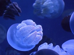 しながわ水族館_c0047860_21254227.jpg