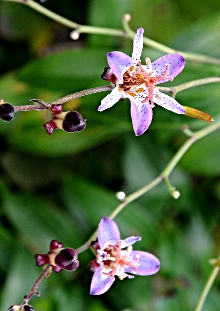 秋の花たち_a0016161_20525194.jpg