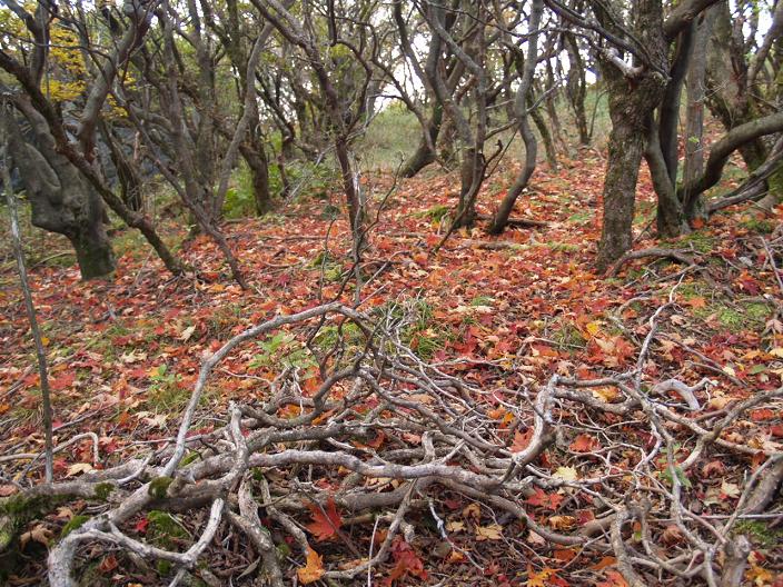 再び紅葉の大船山へ。_f0016066_11191455.jpg