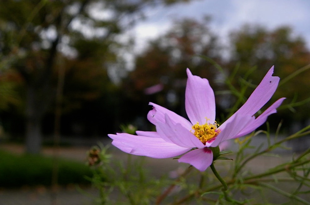 幾久公園【147】　10月20日（火）_c0078410_8474216.jpg