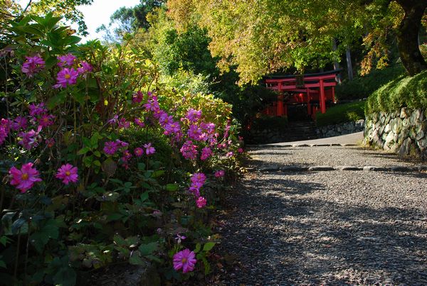 秋明菊　－　善峯寺（よしみねでら）_a0114714_2265422.jpg