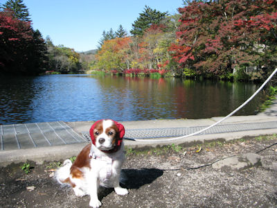 雲場池の紅葉_b0185323_22164538.jpg