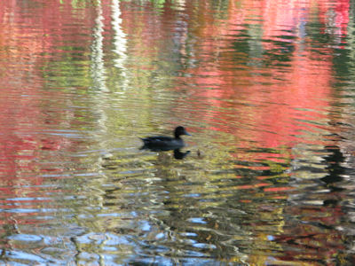 雲場池の紅葉_b0185323_2234810.jpg